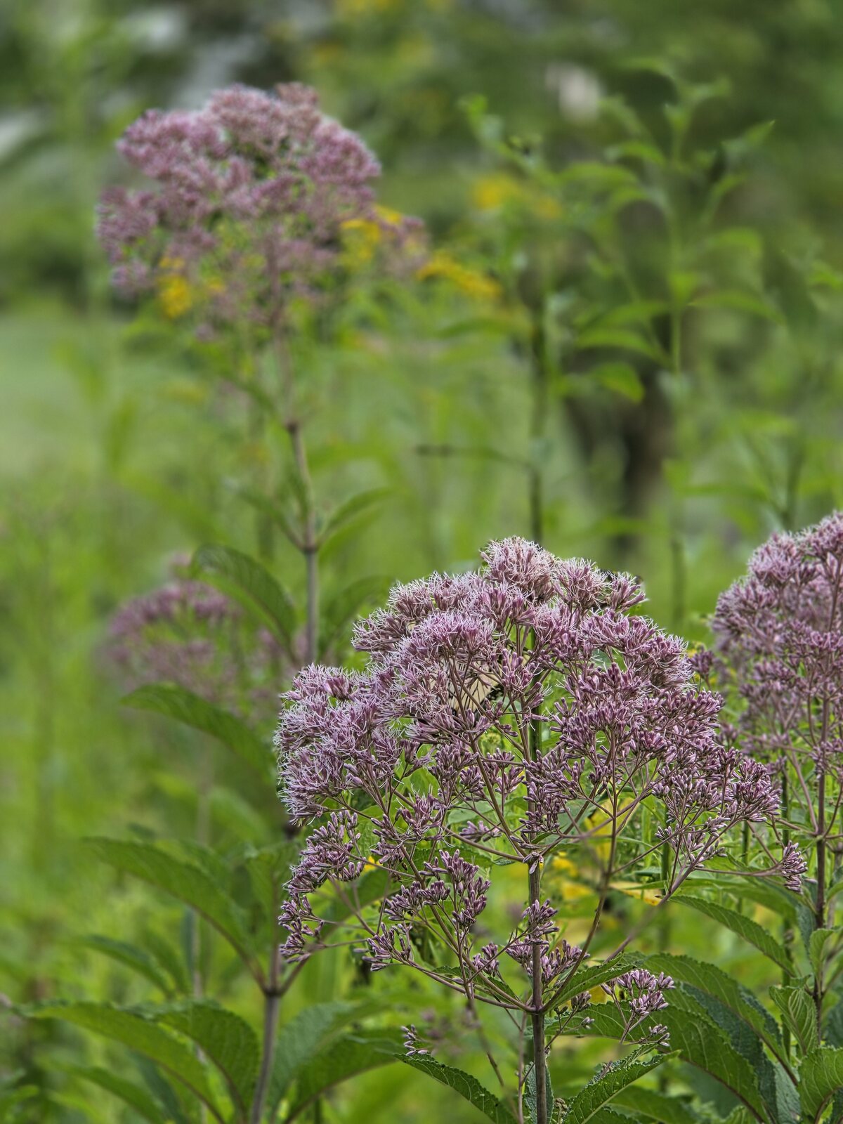 Spotted Joe-Pye Weed