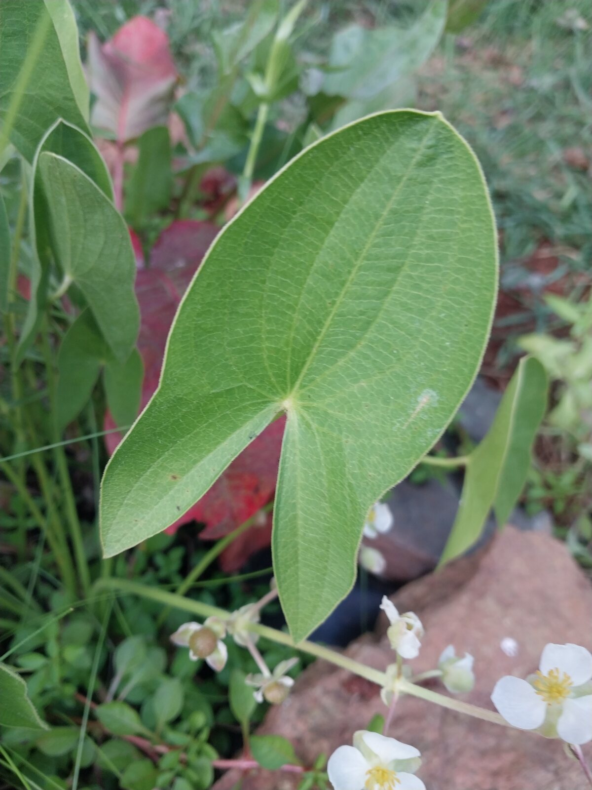 Broadleaf Arrowhead