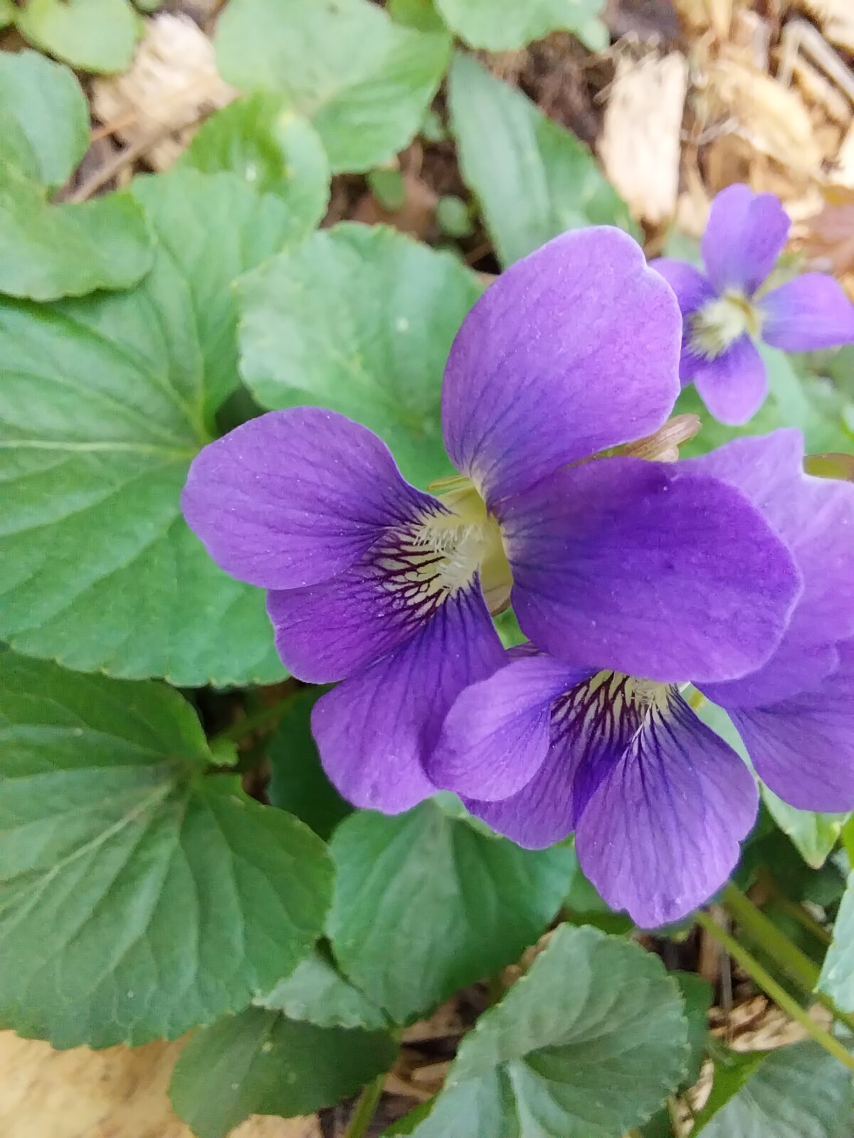 Common Blue Violet