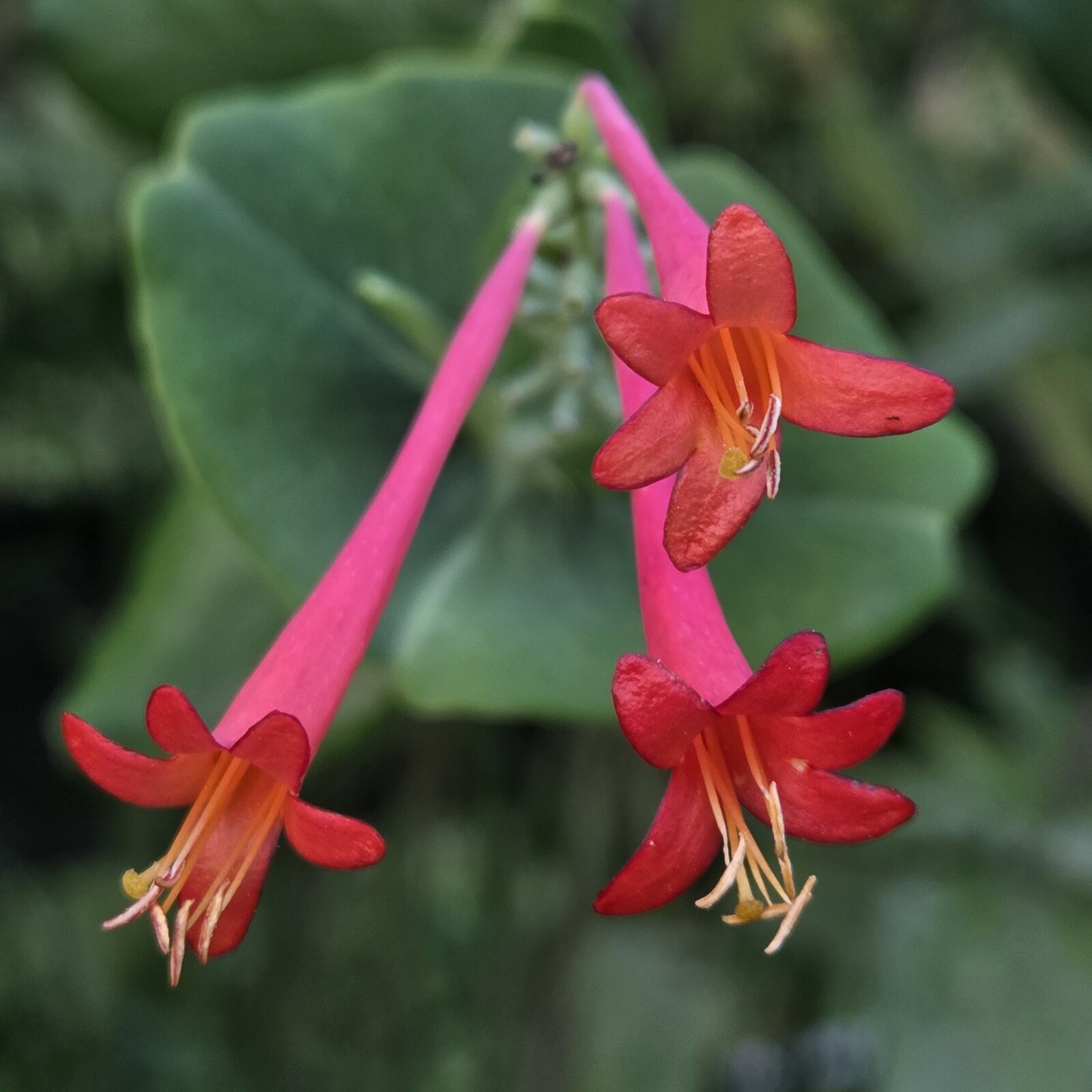 Coral Honeysuckle