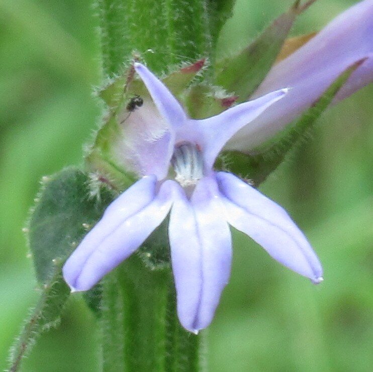 Downy Lobelia