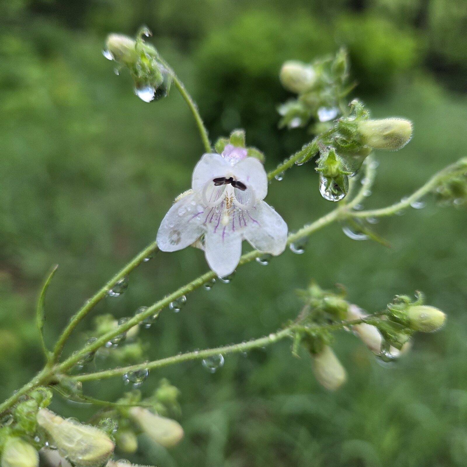 Foxglove Beardtongue