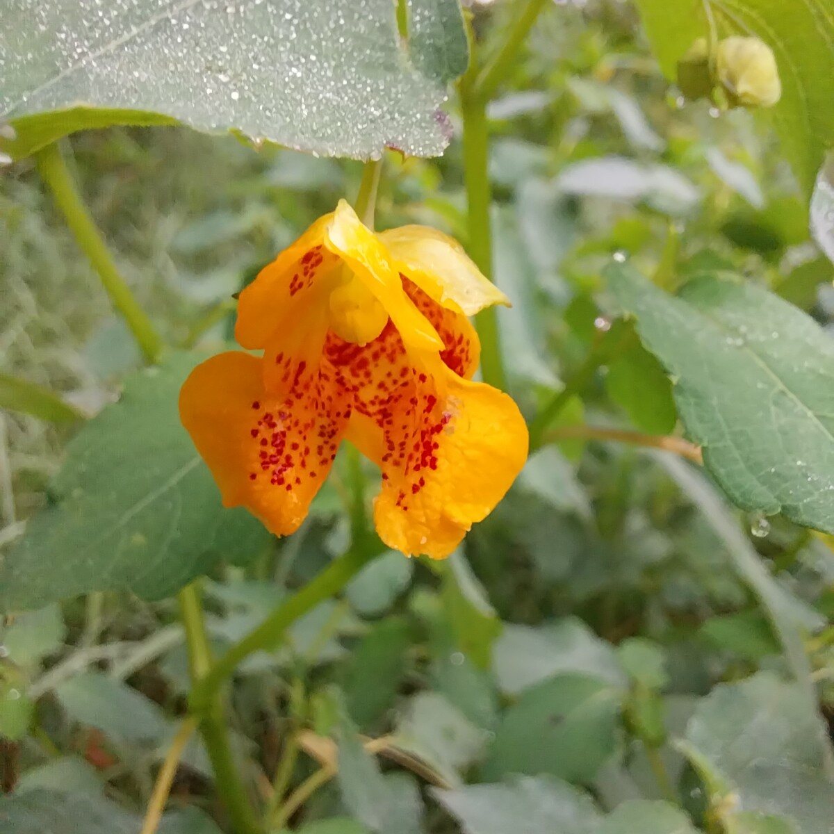 Jewelweed
