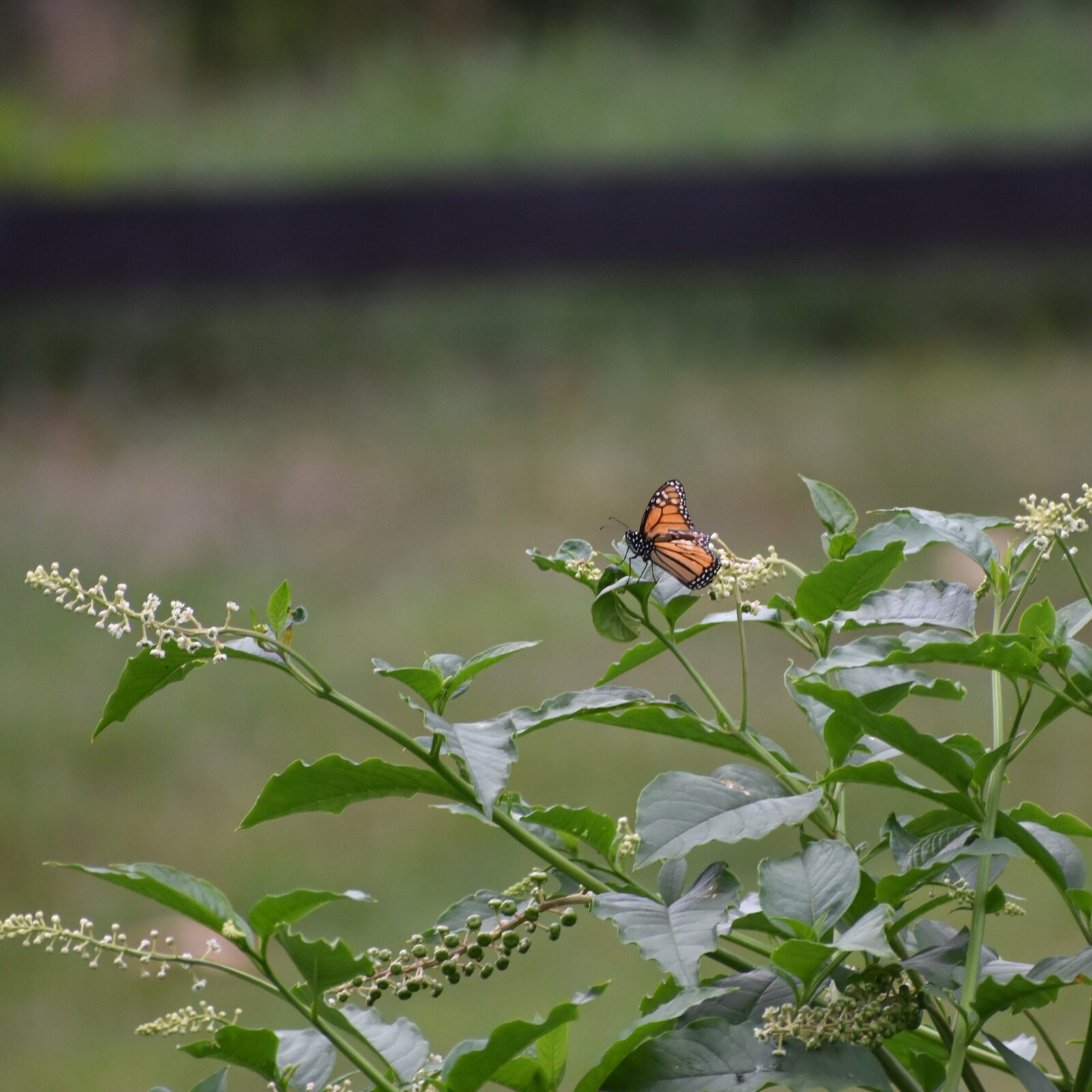 Pokeweed