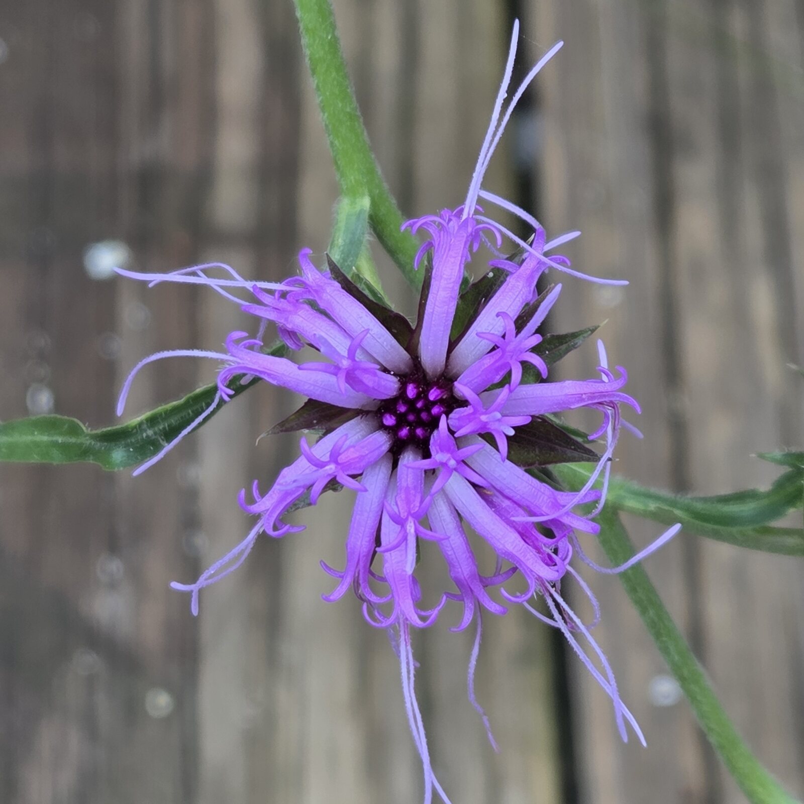 Scaly Blazing Star