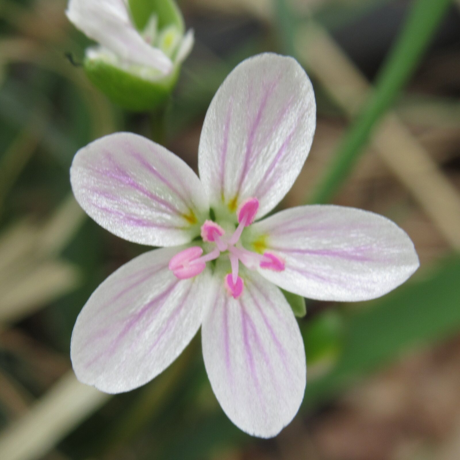 Spring Beauty