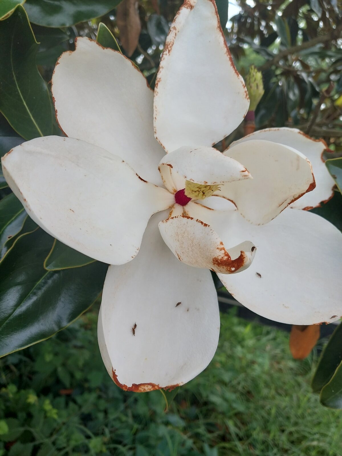 Sweetbay Magnolia