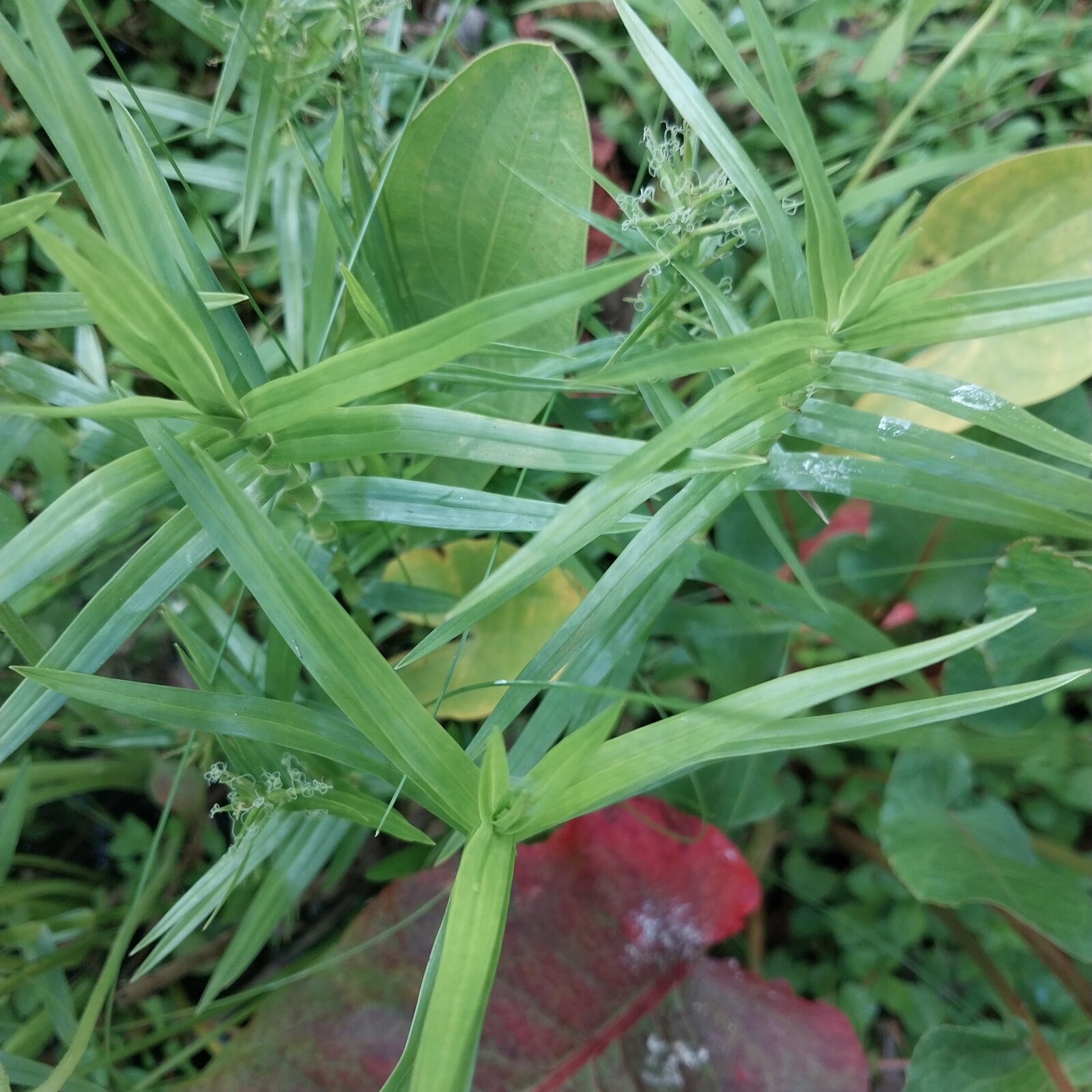 Threeway Sedge