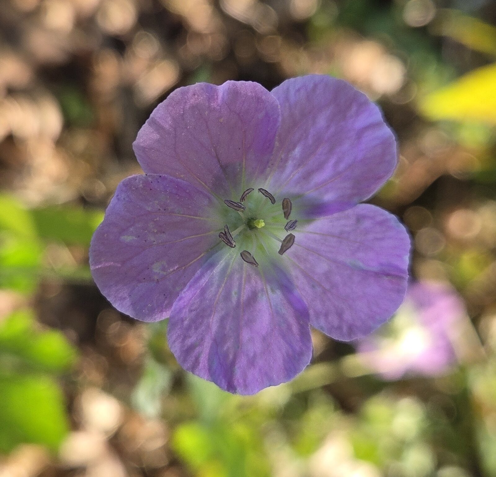 Wild Geranium