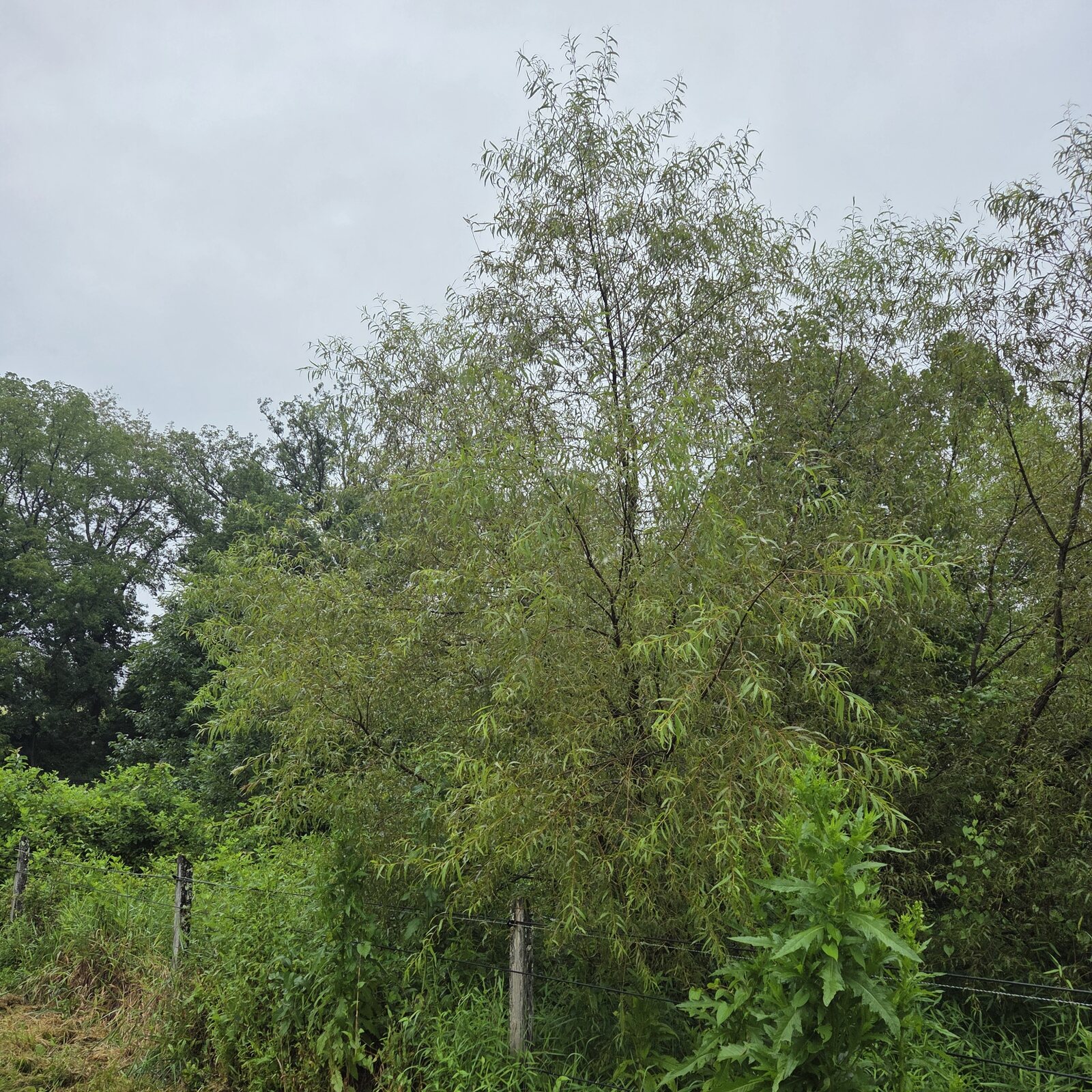 Black Willow