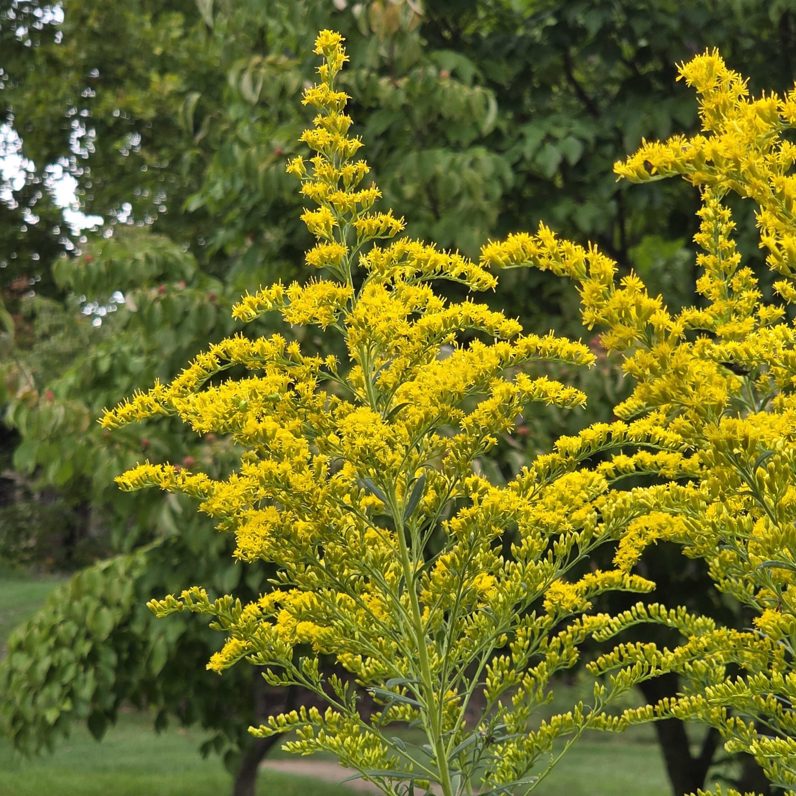 It’s goldenrod season!