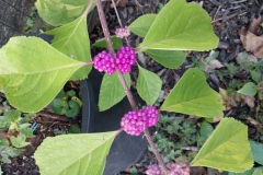 Beauty Berry