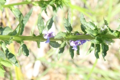 Blue Lobelia