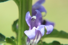 Blue Lobelia