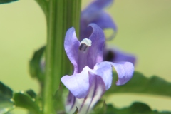 Blue Lobelia