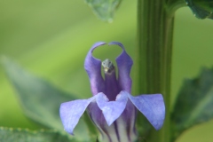 Blue Lobelia