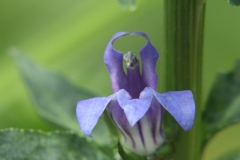 Blue Lobelia