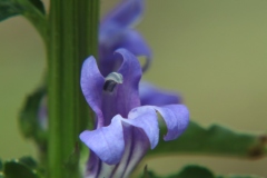 Blue Lobelia
