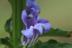 Blue Lobelia
