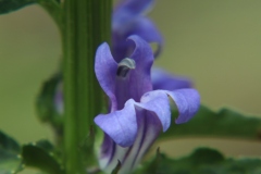 Blue Lobelia