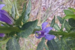 Blue Lobelia