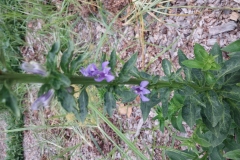 Blue Lobelia