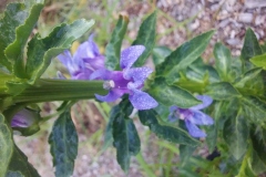 Blue Lobelia