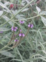 Blue Vervain