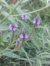 Blue Vervain
