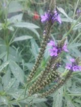 Blue Vervain