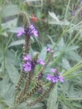 Blue Vervain