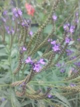 Blue Vervain
