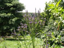 Blue Vervain