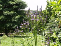 Blue Vervain