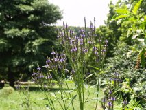 Blue Vervain