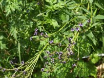 Blue Vervain