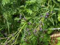 Blue Vervain
