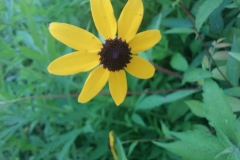Brown eyed susan