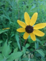 Brown eyed susan