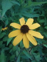 Brown eyed susan