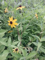 Brown eyed susan