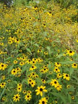 Brown eyed susan