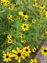 Brown eyed susan