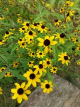Brown eyed susan