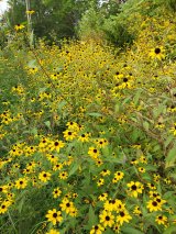 Brown eyed susan