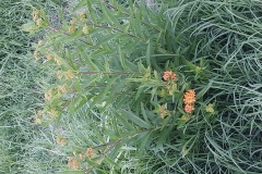 Butterfly Weed