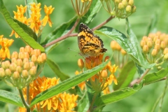Butterfly Weed