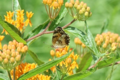 Butterfly Weed