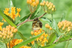 Butterfly Weed