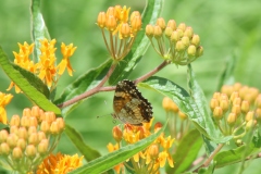 Butterfly Weed